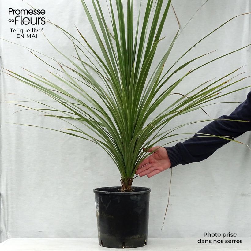 Cordyline australis - Cabbage Tree 6L/7L pot sample as delivered in spring