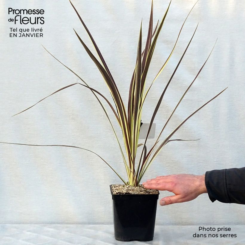 Cordyline banksii Electric Flash - Cabbage Tree 3L/4L pot sample as delivered in winter