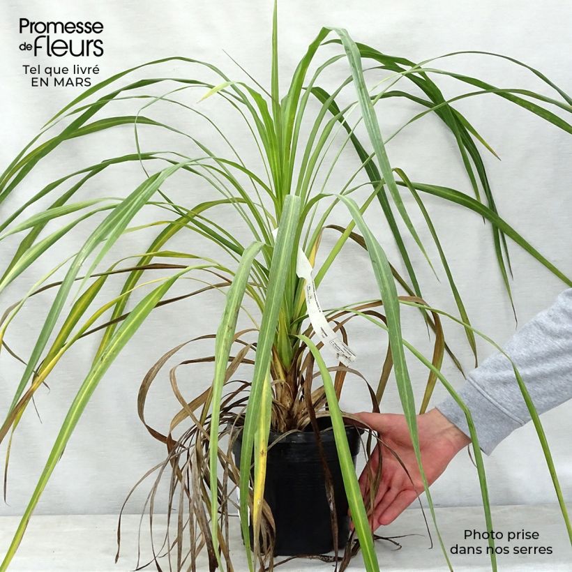 Cordyline indivisa - Mountain Cabbage Tree 3L/4L pot sample as delivered in spring