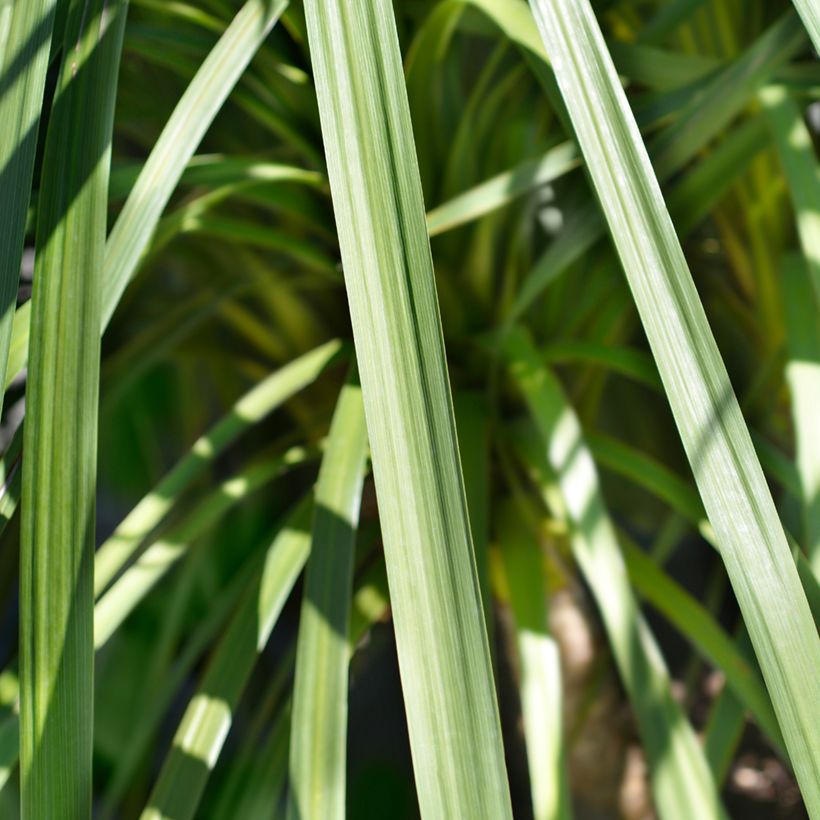 Cordyline indivisa - Mountain Cabbage Tree (Foliage)