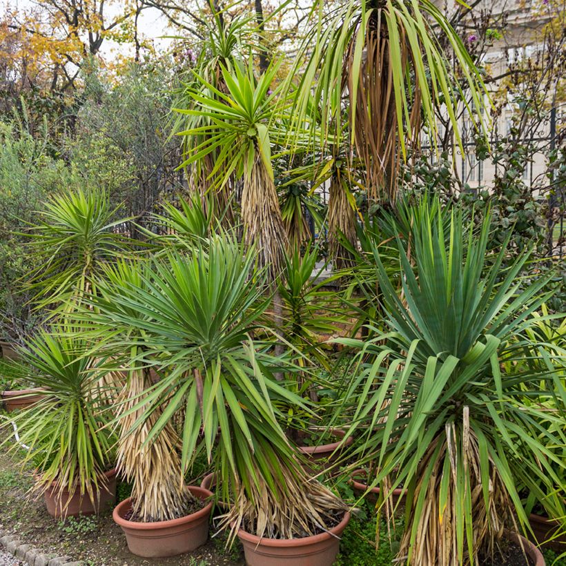 Cordyline indivisa - Mountain Cabbage Tree (Plant habit)