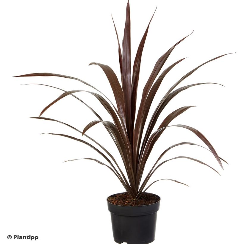 Cordyline obtecta Superstar - Cabbage Tree (Plant habit)