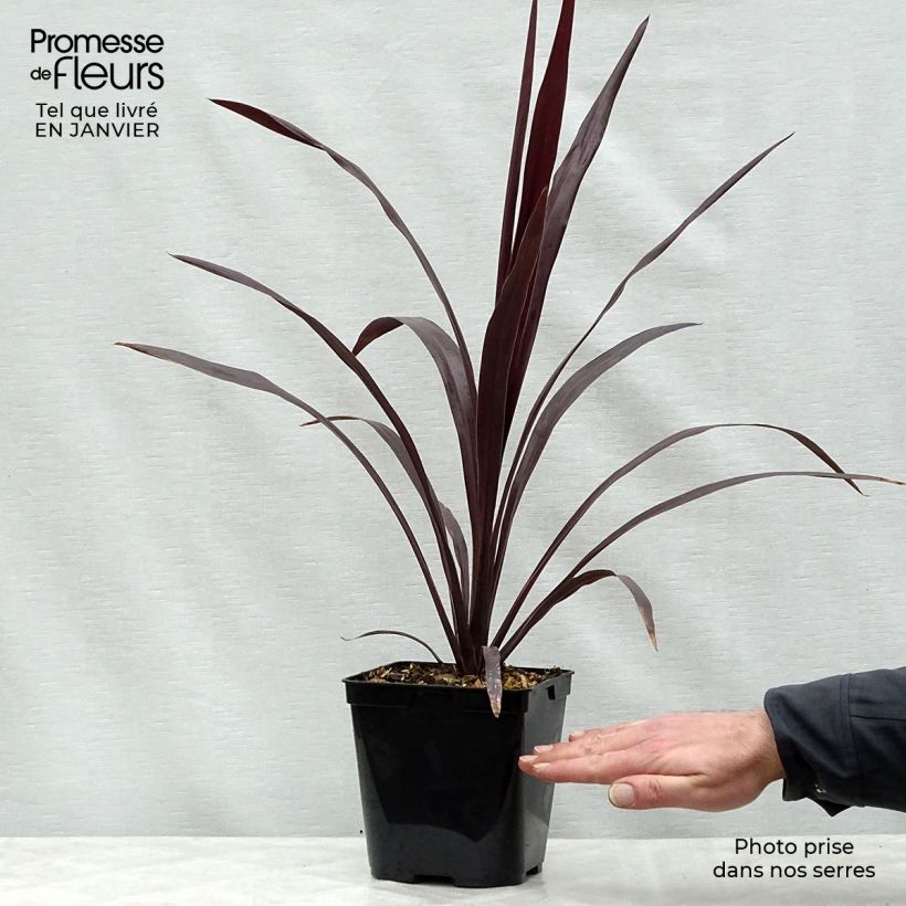 Cordyline obtecta Superstar - Cabbage Tree 3L/4L pot sample as delivered in winter
