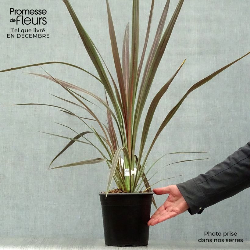 Cordyline banksii Electric Star - Cabbage Tree 3L/4L pot sample as delivered in winter