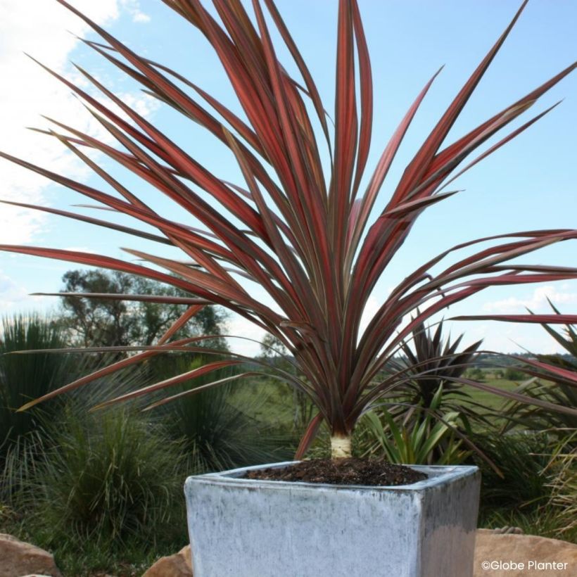 Cordyline australis Coral™ (Plant habit)
