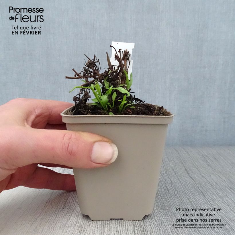 Coreopsis Cosmic Eye 8/9 cm pot sample as delivered in winter