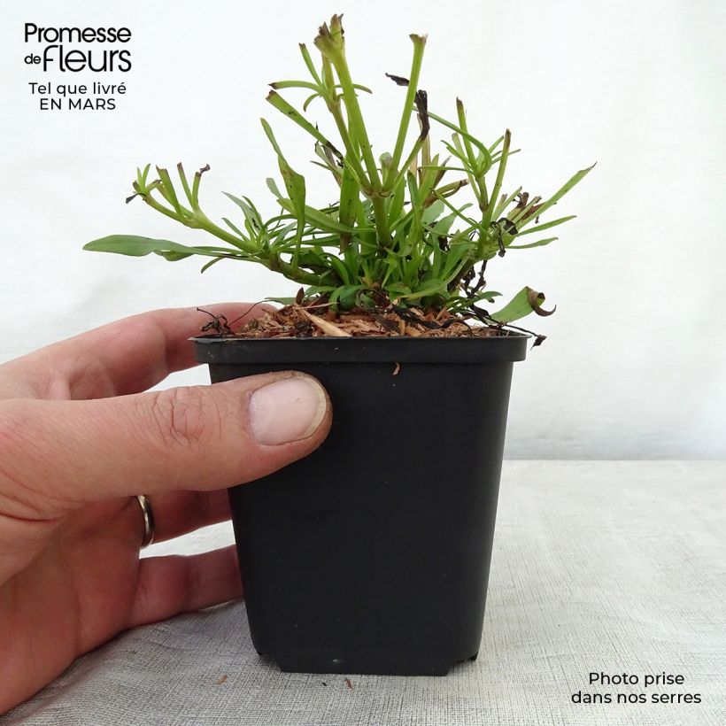 Coreopsis Cosmic Eye 8/9 cm pot sample as delivered in spring