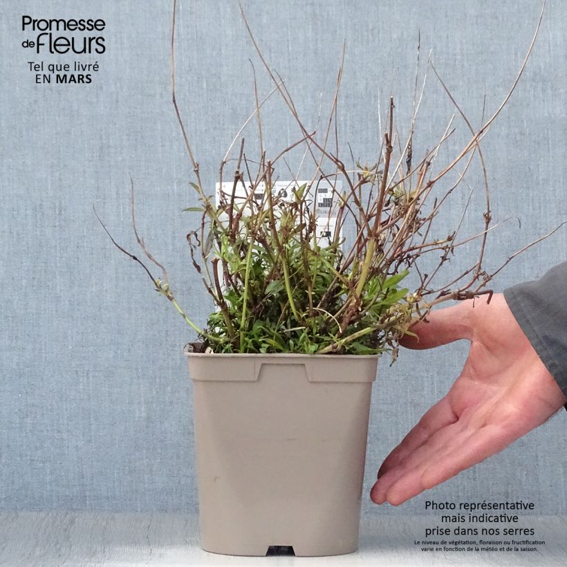 Coreopsis Cosmic Eye 2L/3L pot sample as delivered in spring