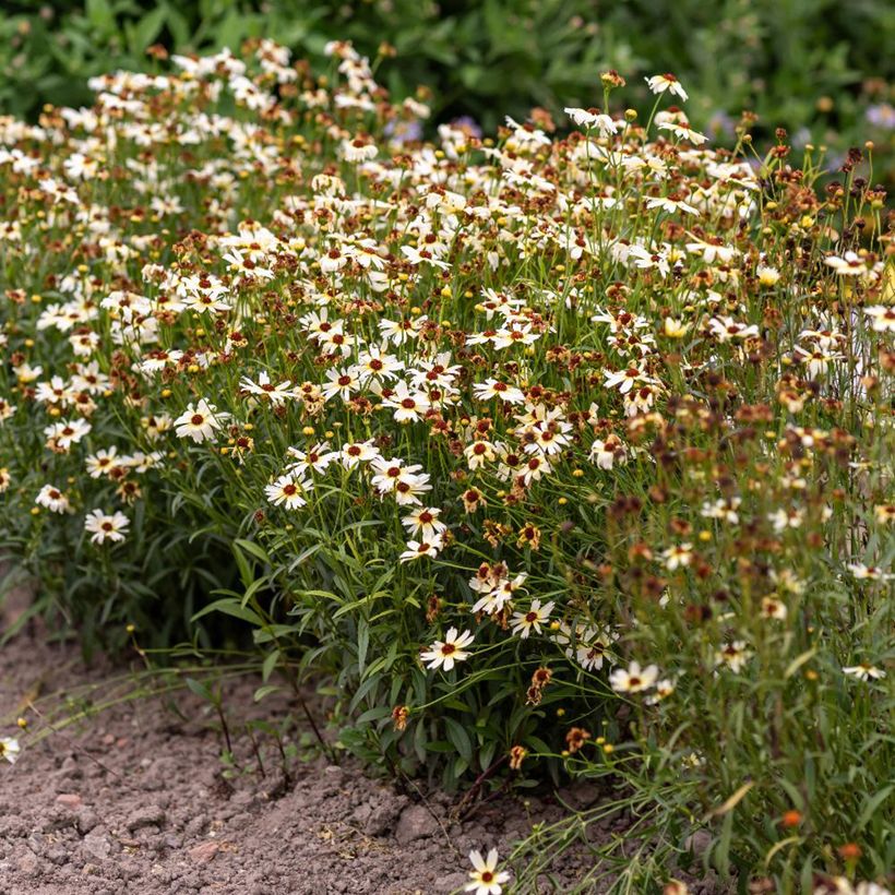 Coreopsis Fool's Gold (Plant habit)