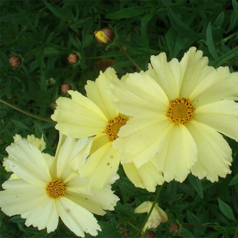 Coreopsis Full Moon Madness (Flowering)