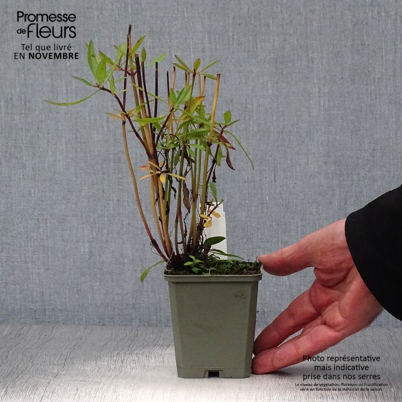 Coreopsis Full Moon Madness 8/9 cm pot sample as delivered in autumn