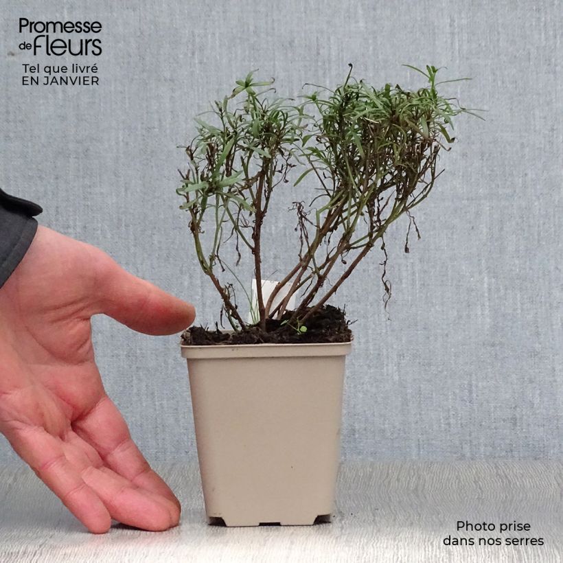 Coreopsis Honeybunch Red & Gold 8/9 cm pot sample as delivered in winter