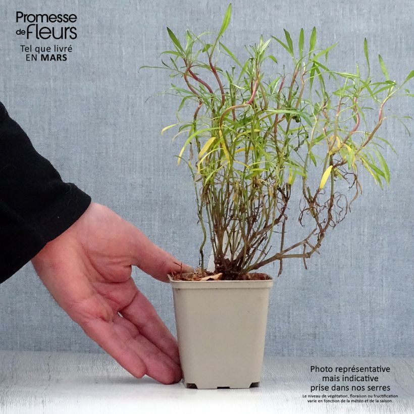 Coreopsis Limerock Ruby 8/9 cm pot sample as delivered in spring