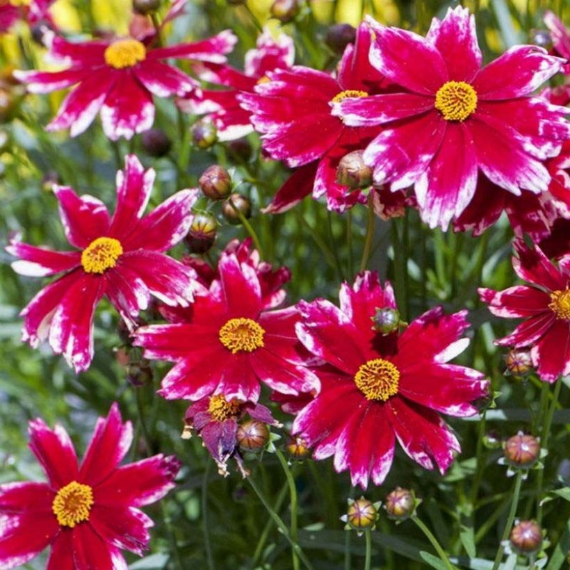 Coreopsis Madras Magic (Flowering)