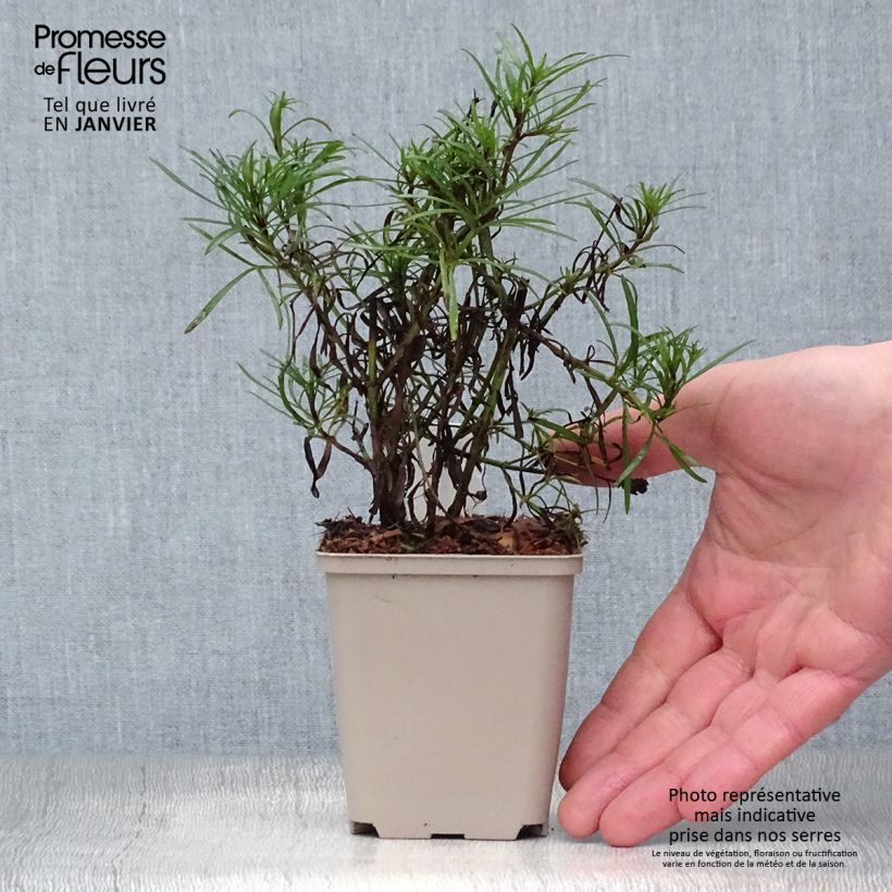 Coreopsis Madras Magic 8/9 cm pot sample as delivered in winter