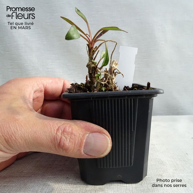 Coreopsis Mercury Rising 8/9 cm pot sample as delivered in winter