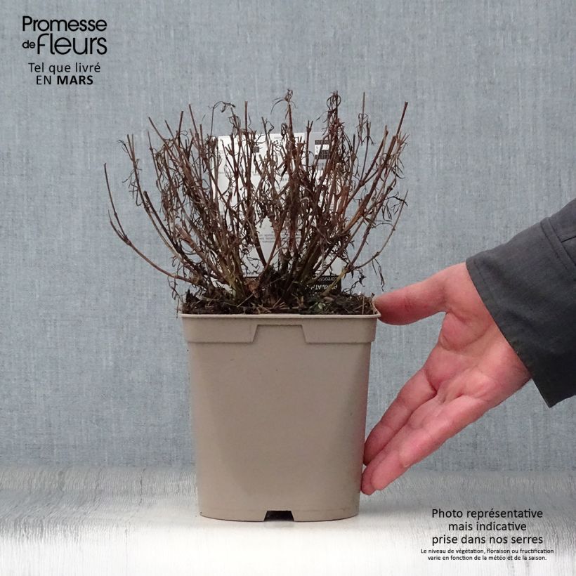 Coreopsis verticilliata Red Satin 2L/3L pot sample as delivered in spring