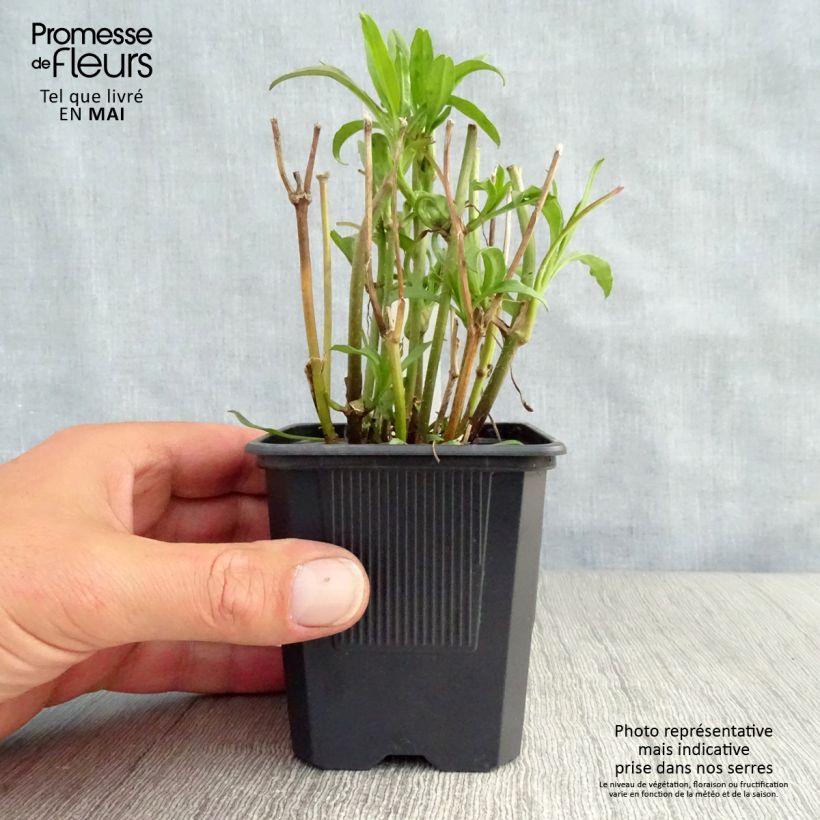 Coreopsis Redshift 8/9 cm pot sample as delivered in spring