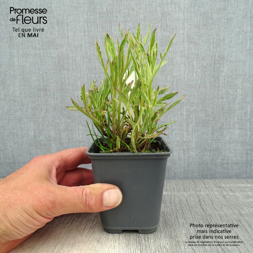 Coreopsis Tequila Sunrise 8/9 cm pot sample as delivered in spring