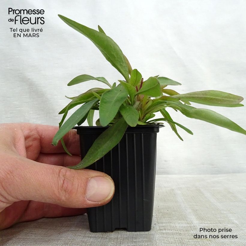 Coreopsis alpinus Early Sunrise 7/8 cm pot sample as delivered in spring