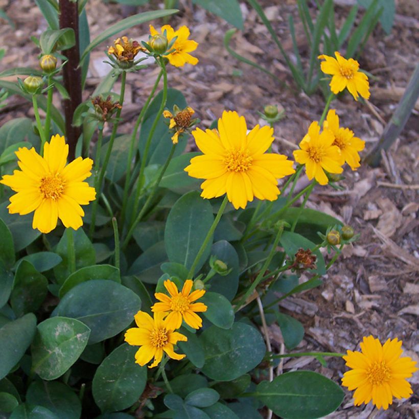 Coreopsis auriculata Elfin Gold (Flowering)