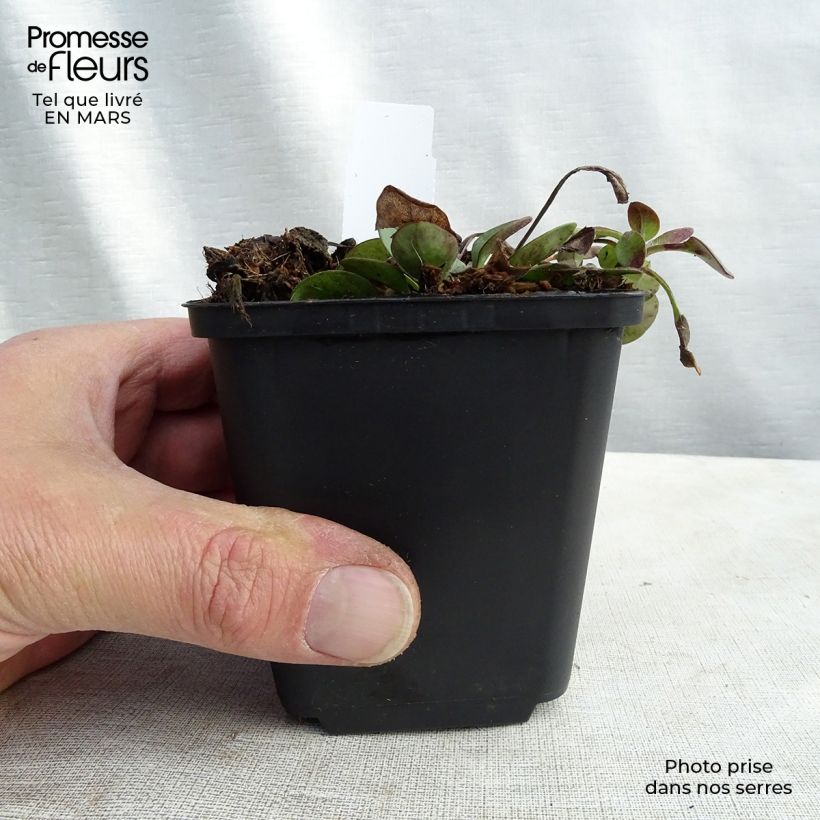 Coreopsis auriculata Nana 8/9 cm pot sample as delivered in winter