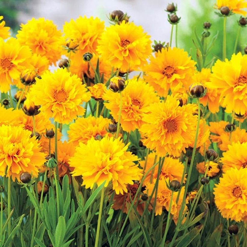 Coreopsis grandiflora Badengold (Flowering)