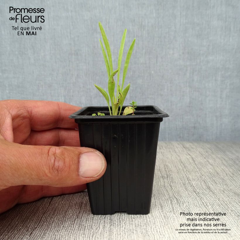 Coreopsis grandiflora Louis dOr 7/8 cm pot sample as delivered in spring