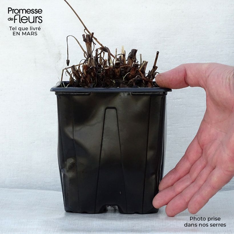 Coreopsis grandiflora Sonnenkind 2L/3L pot sample as delivered in spring