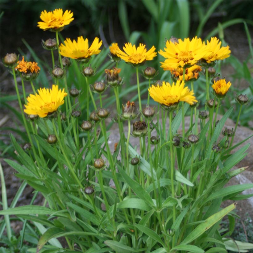 Coreopsis grandiflora Sunray (Plant habit)