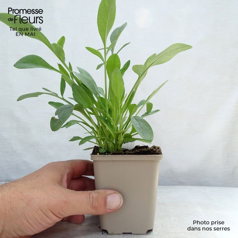 Coreopsis grandiflora Sunray 8/9 cm pot sample as delivered in spring