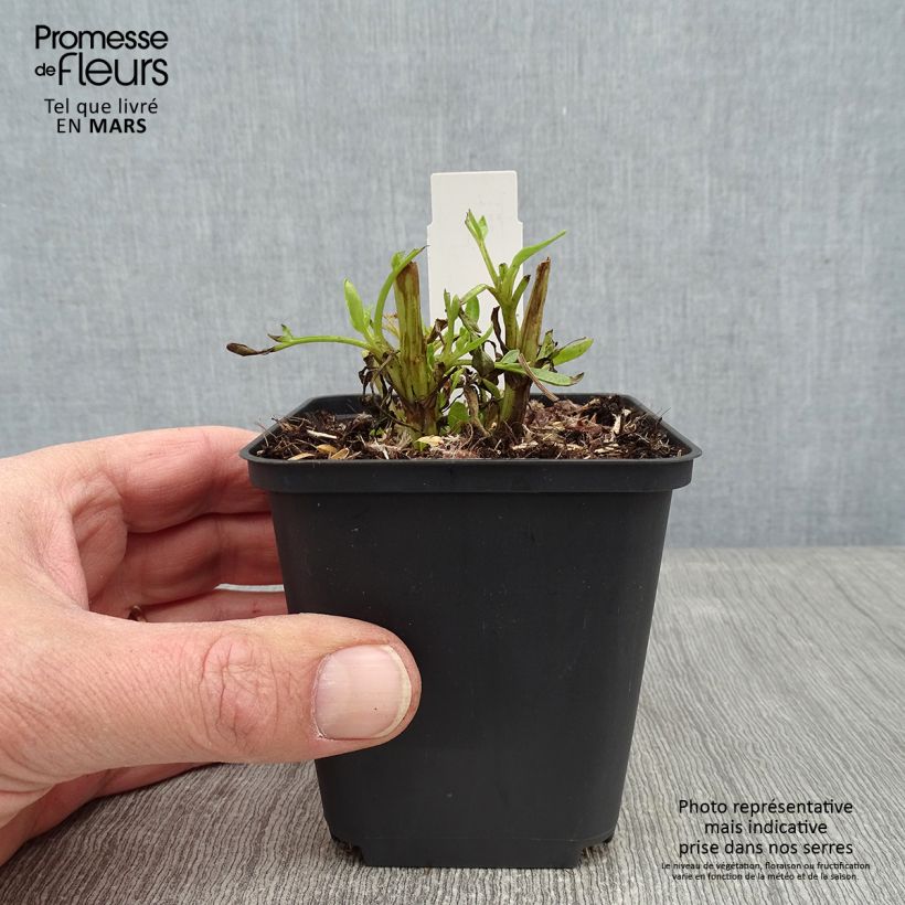 Coreopsis Baby Gold 8/9 cm pot sample as delivered in winter