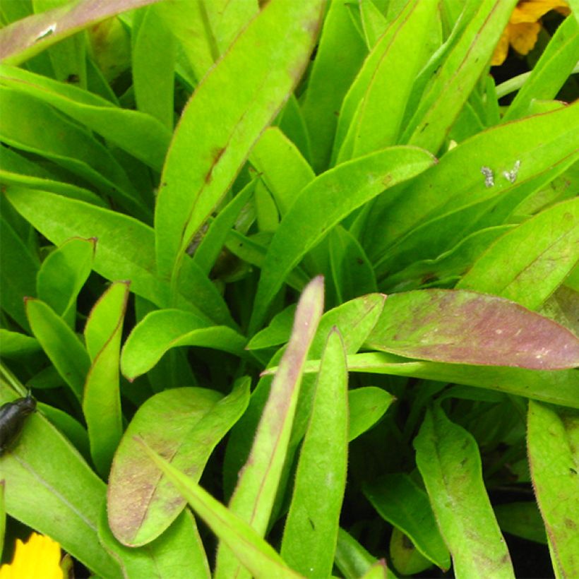 Coreopsis lanceolata Goldfink - Lanceolate-leafed Coreopsis (Foliage)
