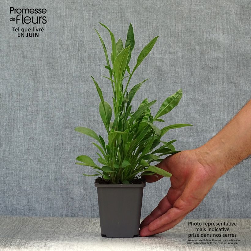 Coreopsis lanceolata Sterntaler 8/9 cm pot sample as delivered in summer