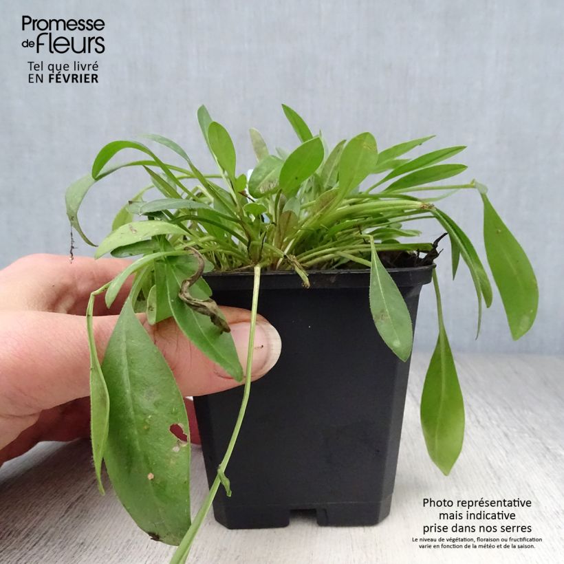 Coreopsis lanceolata Sterntaler 8/9 cm pot sample as delivered in winter