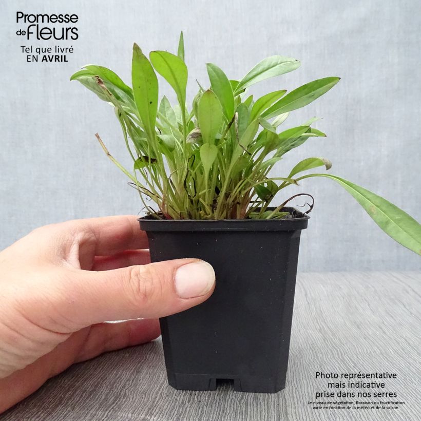 Coreopsis lanceolata Sterntaler 8/9 cm pot sample as delivered in spring