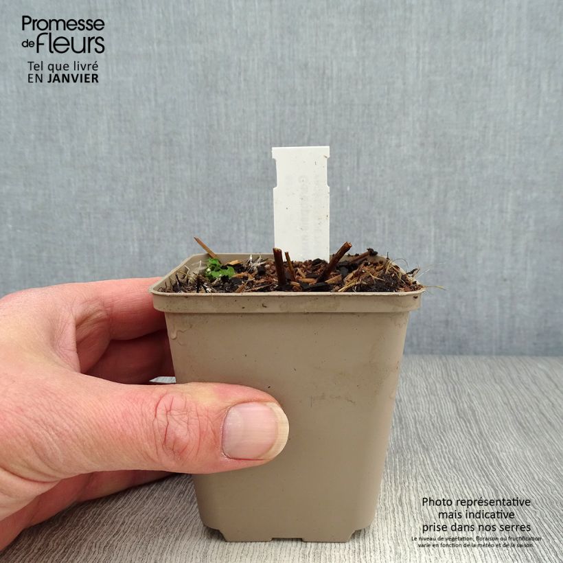 Coreopsis grandiflora - Tickseed 8/9 cm pot sample as delivered in winter