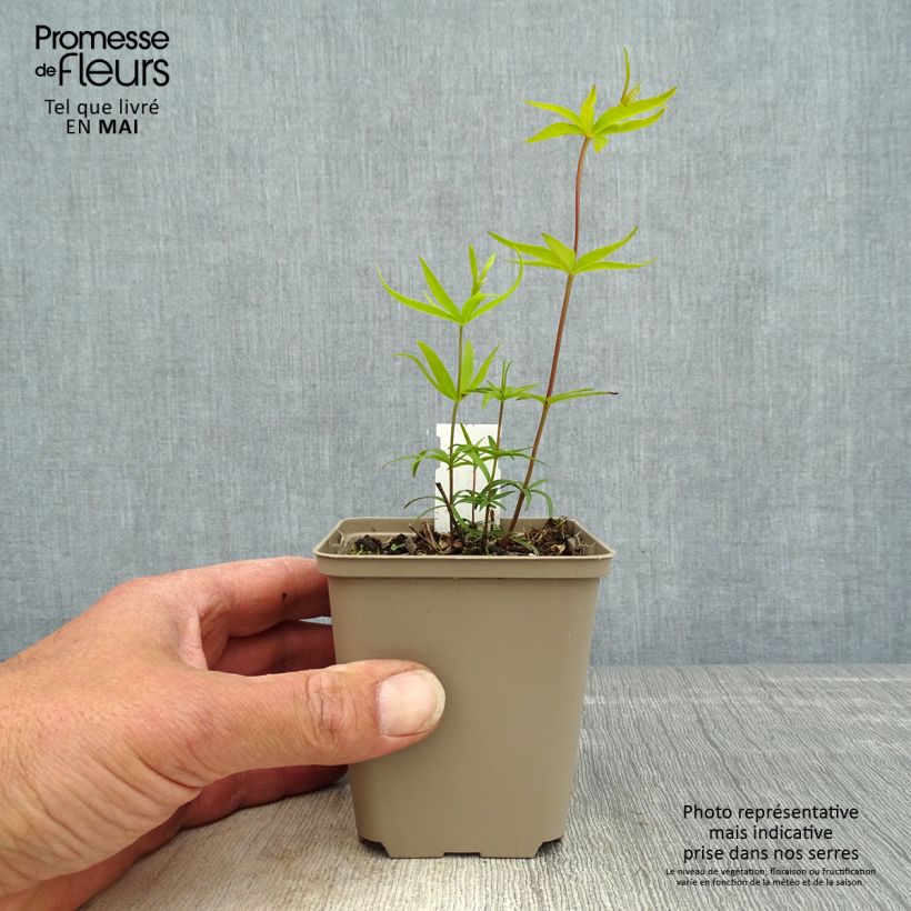 Coreopsis grandiflora - Tickseed 8/9 cm pot sample as delivered in spring