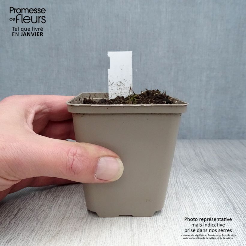 Coreopsis palmata 8/9 cm pot sample as delivered in winter