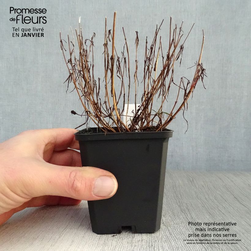 Coreopsis rosea American Dream 8/9 cm pot sample as delivered in winter