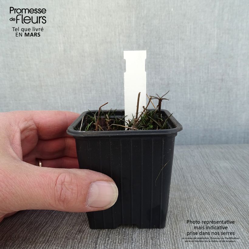 Coreopsis rosea Nana 8/9 cm pot sample as delivered in winter