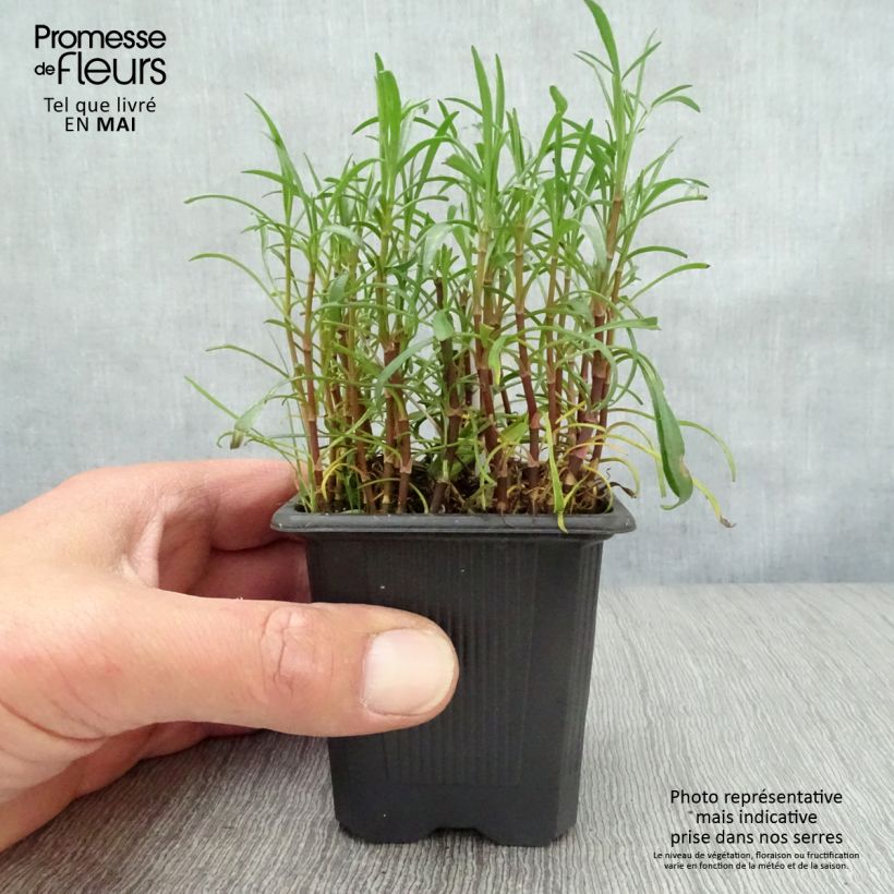 Coreopsis rosea Nana 8/9 cm pot sample as delivered in spring