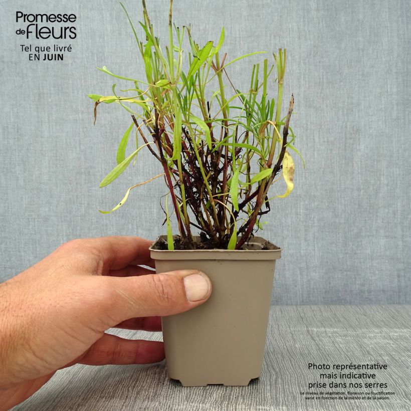 Coreopsis rosea Sweet Dreams 8/9 cm pot sample as delivered in summer