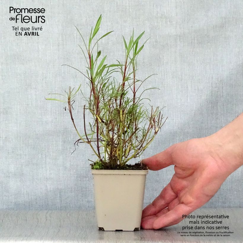 Coreopsis rosea Sweet Dreams 8/9 cm pot sample as delivered in spring