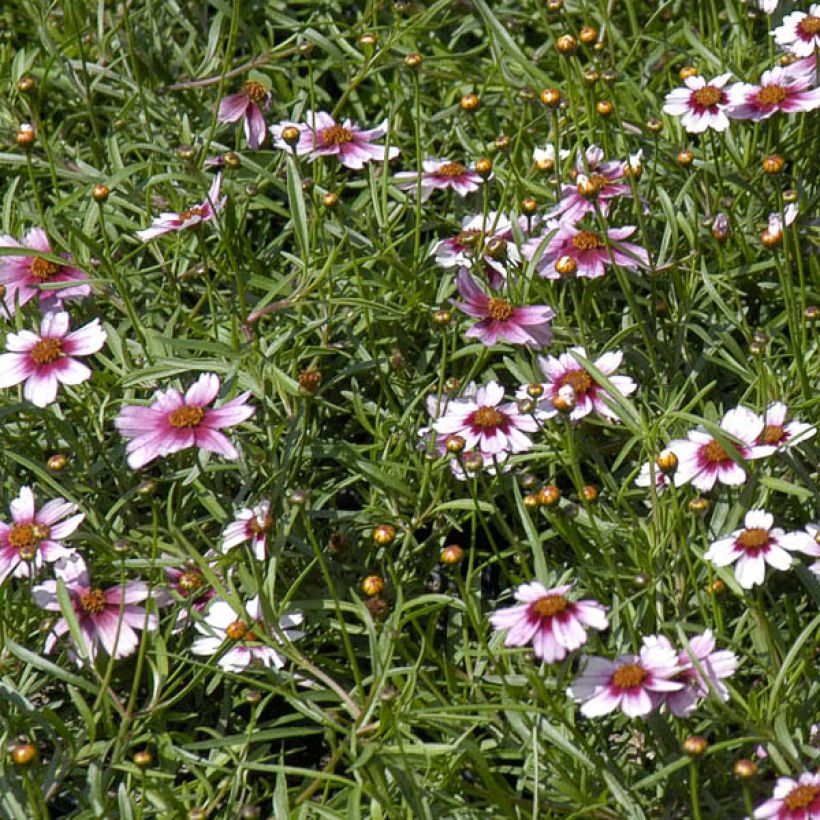 Coreopsis rosea Sweet Dreams (Flowering)