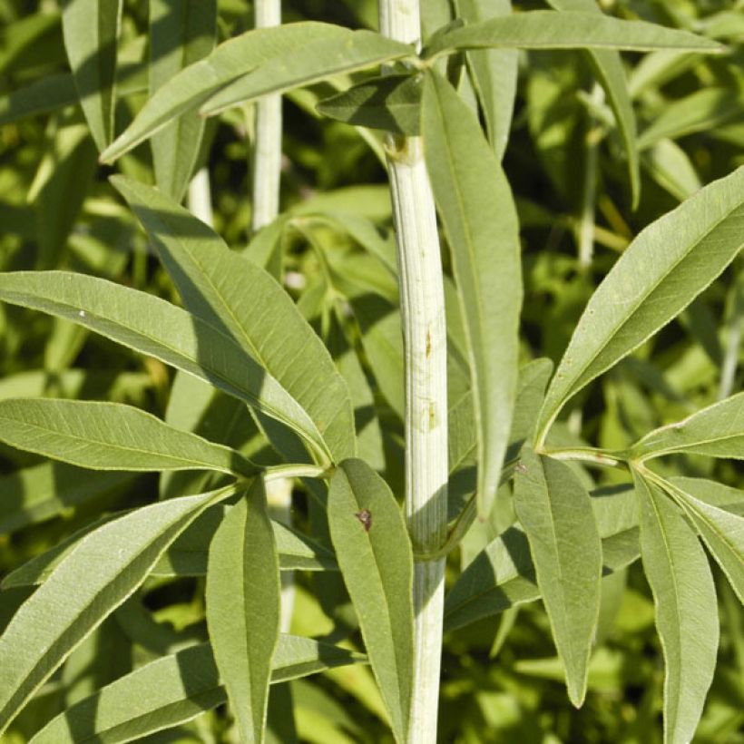 Coreopsis tripteris (Foliage)