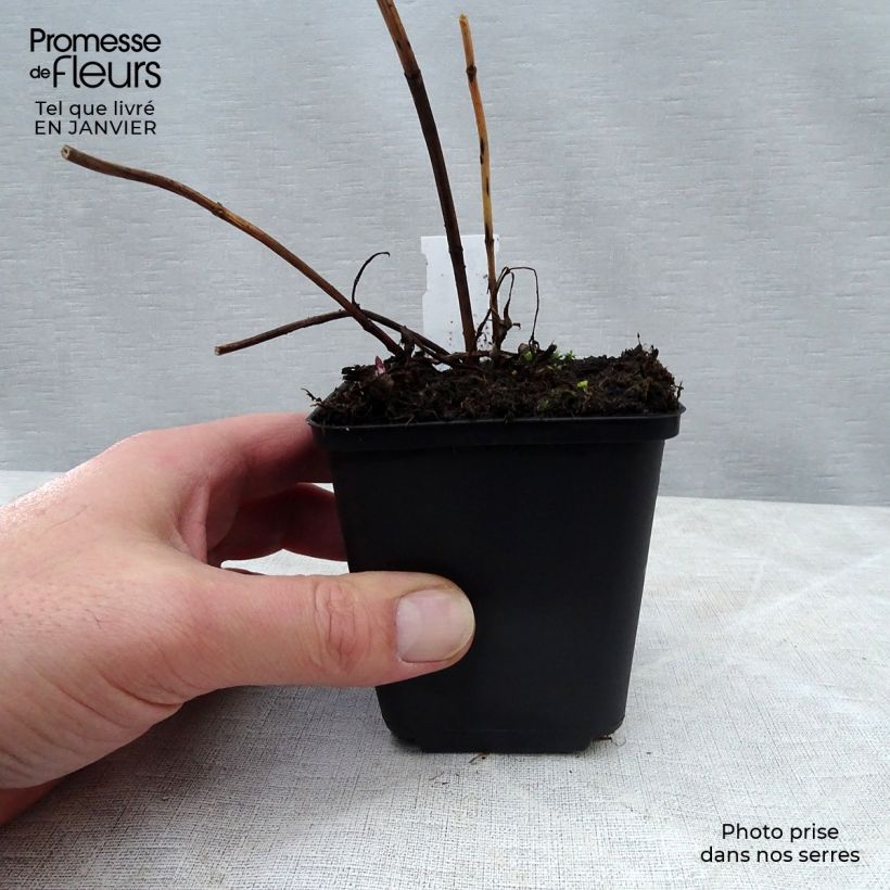 Coreopsis tripteris 8/9 cm pot sample as delivered in winter