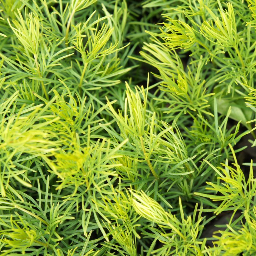 Coreopsis verticillata Sunbeam (Foliage)