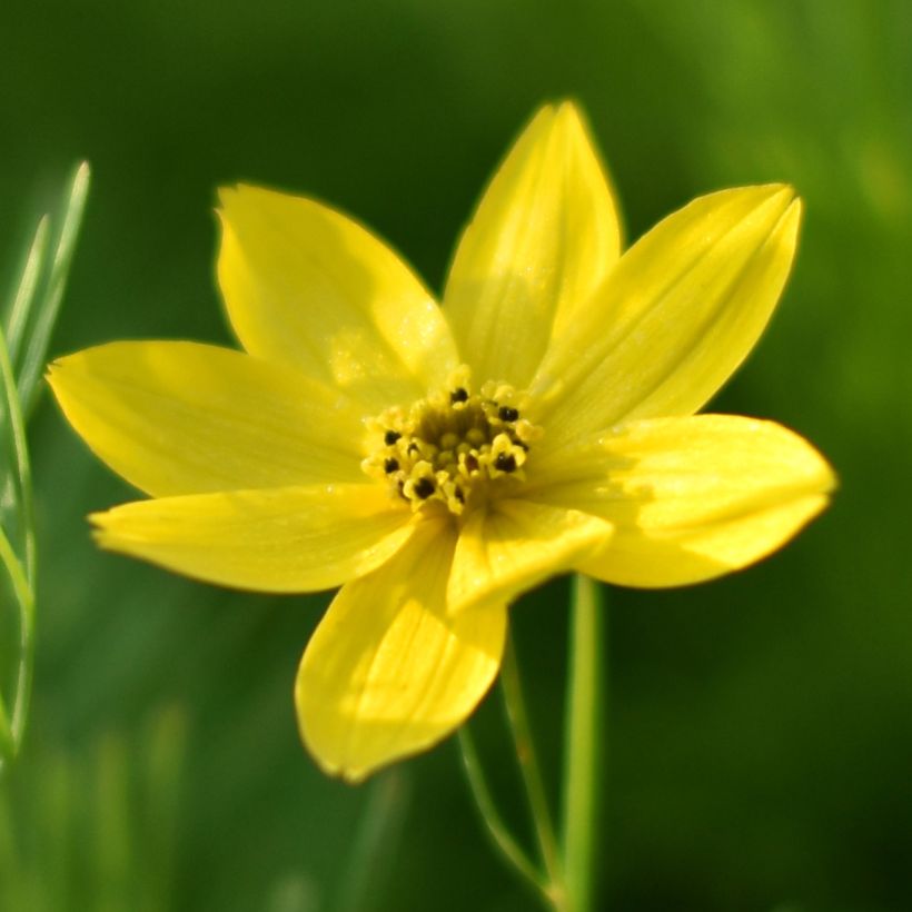 Coreopsis verticillata Sunbeam (Flowering)
