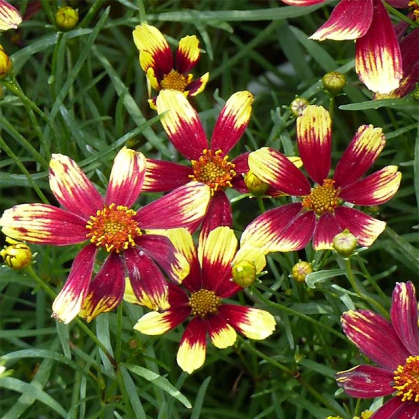 Coreopsis verticillata Bengal Tiger (Flowering)